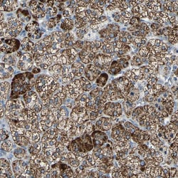 Invitrogen FAM163A Polyclonal Antibody 100 &mu;L | Buy Online | Invitrogen&trade; | Fisher Scientific