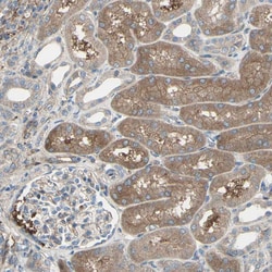 Invitrogen IGSF9B Polyclonal Antibody 100 &mu;L; Unconjugated:Antibodies,
