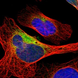 Invitrogen DNAJB11 Polyclonal Antibody 100 &mu;L; Unconjugated:Antibodies,