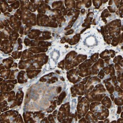 Invitrogen DNAJB11 Polyclonal Antibody 100 &mu;L; Unconjugated:Antibodies,