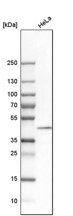 Invitrogen DNAJB11 Polyclonal Antibody 100 &mu;L; Unconjugated:Antibodies,