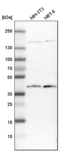 Invitrogen DNAJB11 Polyclonal Antibody 100 &mu;L; Unconjugated:Antibodies,