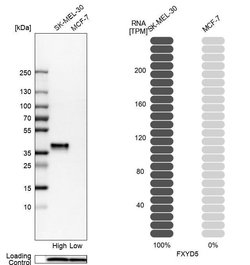 Invitrogen Dysadherin Polyclonal Antibody 100 &mu;L; Unconjugated:Antibodies,