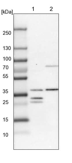 Invitrogen DHRS3 Polyclonal Antibody 100 &mu;L; Unconjugated:Antibodies,