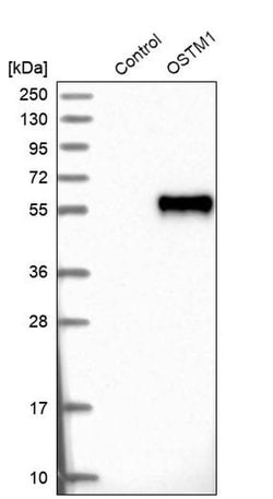 OSTM1 Polyclonal Antibody, Invitrogen&trade; 100 &mu;L; Unconjugated 