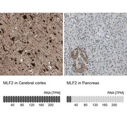 Invitrogen MLF2 Polyclonal Antibody 100 &mu;L; Unconjugated:Antibodies,