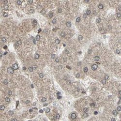 Invitrogen MLF2 Polyclonal Antibody 100 &mu;L; Unconjugated:Antibodies,
