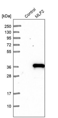 Invitrogen MLF2 Polyclonal Antibody 100 &mu;L; Unconjugated:Antibodies,