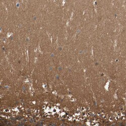 Invitrogen DPYSL3 Polyclonal Antibody 100 &mu;L; Unconjugated:Antibodies,