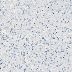Invitrogen DPYSL3 Polyclonal Antibody 100 &mu;L; Unconjugated:Antibodies,