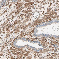Invitrogen DPYSL3 Polyclonal Antibody 100 &mu;L; Unconjugated:Antibodies,
