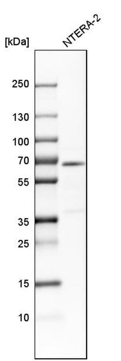 Invitrogen DPYSL3 Polyclonal Antibody 100 &mu;L; Unconjugated:Antibodies,