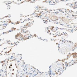 Invitrogen Stomatin Polyclonal Antibody 100 &mu;L; Unconjugated:Antibodies,