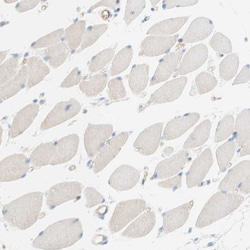 Invitrogen Stomatin Polyclonal Antibody 100 &mu;L; Unconjugated:Antibodies,