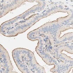 Invitrogen Stomatin Polyclonal Antibody 100 &mu;L; Unconjugated:Antibodies,