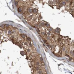 Invitrogen ARHGEF11 Polyclonal Antibody 100 &mu;L; Unconjugated:Antibodies,