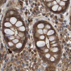 Invitrogen ARHGEF11 Polyclonal Antibody 100 &mu;L; Unconjugated:Antibodies,