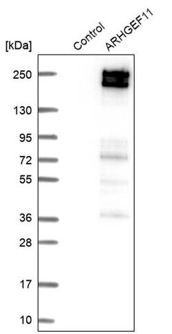 Invitrogen ARHGEF11 Polyclonal Antibody 100 &mu;L; Unconjugated:Antibodies,