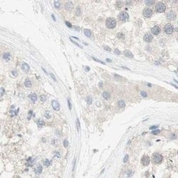 Invitrogen MANEA Polyclonal Antibody 100 &mu;L; Unconjugated:Antibodies,