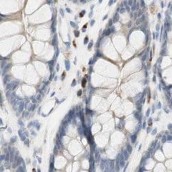 Invitrogen MANEA Polyclonal Antibody 100 &mu;L; Unconjugated:Antibodies,