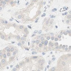 Invitrogen MANEA Polyclonal Antibody 100 &mu;L; Unconjugated:Antibodies,