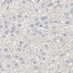 Invitrogen MANEA Polyclonal Antibody 100 &mu;L; Unconjugated:Antibodies,