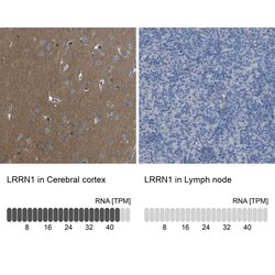 Invitrogen LRRN1 Polyclonal Antibody 100 &mu;L; Unconjugated:Antibodies,