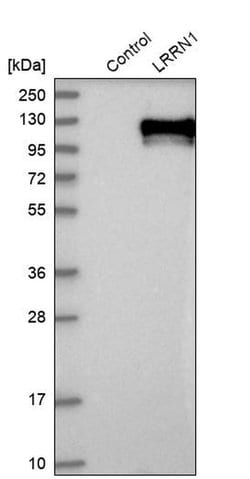 Invitrogen LRRN1 Polyclonal Antibody 100 &mu;L; Unconjugated:Antibodies,
