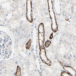 Invitrogen TMIGD2 Polyclonal Antibody 100 &mu;L | Buy Online | Invitrogen&trade; | Fisher Scientific