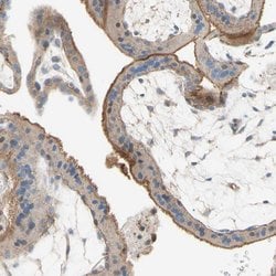 Invitrogen SEMA4C Polyclonal Antibody 100 &mu;L; Unconjugated:Antibodies,