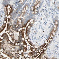 Invitrogen LETM1 Polyclonal Antibody 100 &mu;L; Unconjugated:Antibodies,