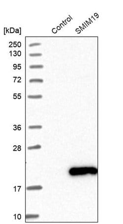 Invitrogen SMIM19 Polyclonal Antibody 100 &mu;L; Unconjugated:Antibodies,