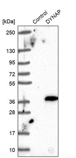 Invitrogen DYNAP Polyclonal Antibody 100 &mu;L; Unconjugated:Antibodies,