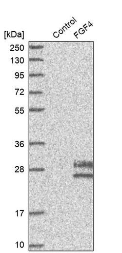 Invitrogen FGF4 Polyclonal Antibody 100 &mu;L; Unconjugated:Antibodies,