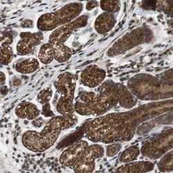 Invitrogen EFCAB14 Polyclonal Antibody 100 &mu;L; Unconjugated:Antibodies,