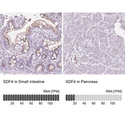 Invitrogen SDF4 Polyclonal Antibody 100 &mu;L; Unconjugated:Antibodies,