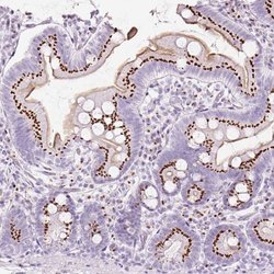 Invitrogen SDF4 Polyclonal Antibody 100 &mu;L; Unconjugated:Antibodies,