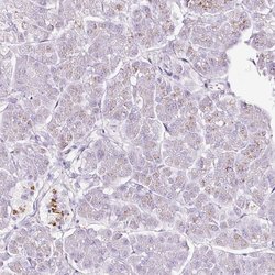 Invitrogen SDF4 Polyclonal Antibody 100 &mu;L; Unconjugated:Antibodies,