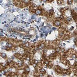 Invitrogen TRAP alpha Polyclonal Antibody 100 &mu;L; Unconjugated:Antibodies,