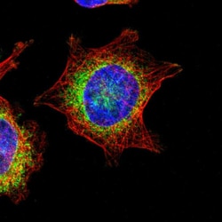 Invitrogen TRAP alpha Polyclonal Antibody 100 &mu;L; Unconjugated:Antibodies,