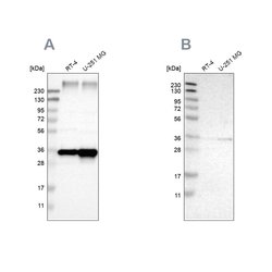Invitrogen TRAP alpha Polyclonal Antibody 100 &mu;L; Unconjugated:Antibodies,