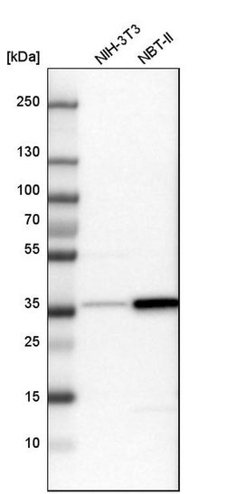 Invitrogen TRAP alpha Polyclonal Antibody 100 &mu;L; Unconjugated:Antibodies,