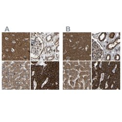 Invitrogen C1GALT1 Polyclonal Antibody 100 &mu;L; Unconjugated:Antibodies,