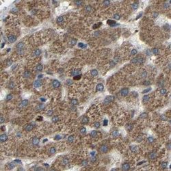 Invitrogen C1GALT1 Polyclonal Antibody 100 &mu;L; Unconjugated:Antibodies,