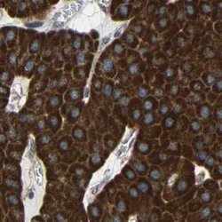 Invitrogen C1GALT1 Polyclonal Antibody 100 &mu;L; Unconjugated:Antibodies,
