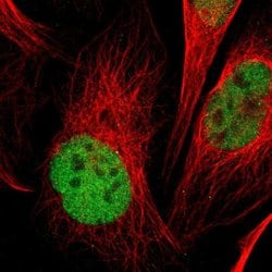 Invitrogen PCGF1 Polyclonal Antibody 100 &mu;L; Unconjugated:Antibodies,