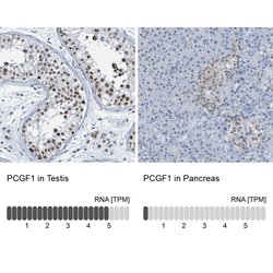 Invitrogen PCGF1 Polyclonal Antibody 100 &mu;L; Unconjugated:Antibodies,