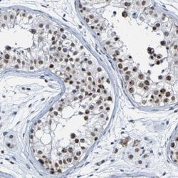 Invitrogen PCGF1 Polyclonal Antibody 100 &mu;L; Unconjugated:Antibodies,