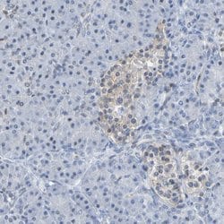 Invitrogen PCGF1 Polyclonal Antibody 100 &mu;L; Unconjugated:Antibodies,
