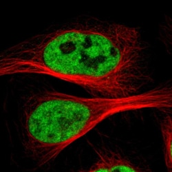 Invitrogen Cdc5L Polyclonal Antibody 100 &mu;L; Unconjugated:Antibodies,